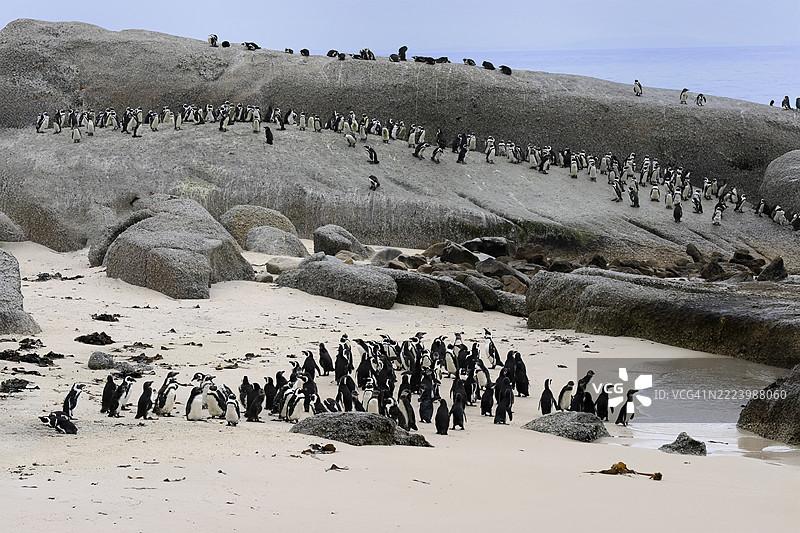 非洲企鹅(Spheniscus demersus),成年,栖息在陆地上,群落,海滩,岩石,巨石海滩,西蒙镇,西开普省,南非,非洲图片素材