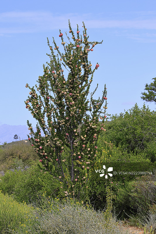 中国灯笼树(Nymania capensis),灯笼花,灌木,开花,花,卡鲁沙漠植物园,伍斯特,西开普省,南非,非洲图片素材