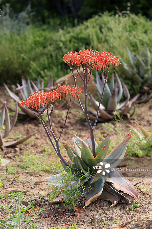 珊瑚芦荟，花，开花，卡鲁沙漠植物园，伍斯特，西开普省，南非，非洲图片素材