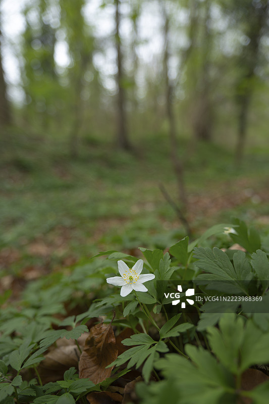 春天的林地银莲花（Anemone nemorosa）自然摄影，自然照片，植物，花卉，德国下萨克森州绍姆堡县巴特嫩多夫图片素材