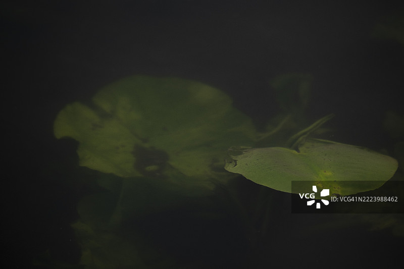 水面下的睡莲叶子(Nymphaea)的自然摄影,植物,斯坦胡德湖,马尔多夫,纽斯塔特·阿姆·吕本贝尔格,汉诺威地区,下萨克森,德国,欧洲图片素材
