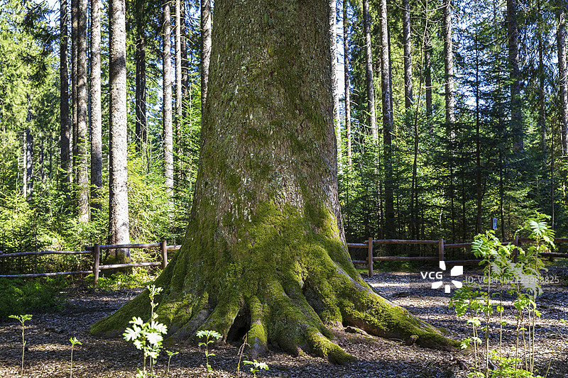 德国黑森林北部，巴登-符腾堡州，弗罗伊登施塔特附近，约300年的肖尔科夫冷杉之一，德国最强大的冷杉之一，银冷杉（Abies alba）林中的祖父冷杉树干。图片素材