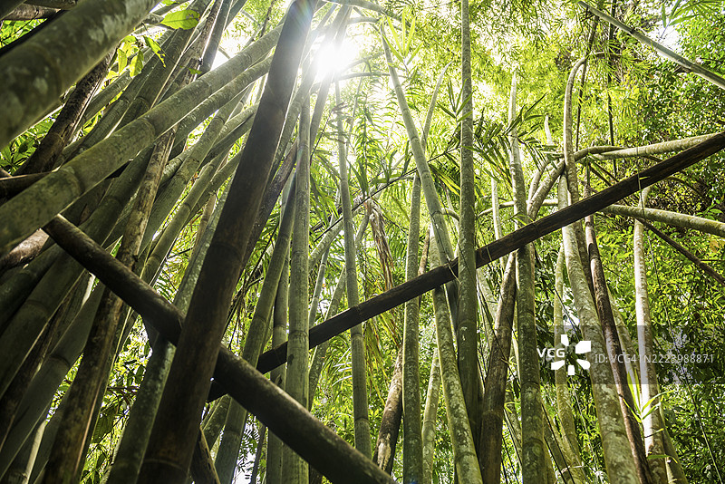 巨型竹子的丛林，泰国素叻他尼府，攀牙，考索国家公园，亚洲图片素材