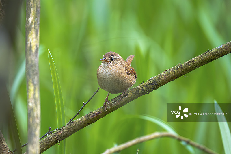 一只鹪鹩(Troglodytes troglodytes)栖息在树枝上,动物照片,鸟类,鸟种,自然照片,野生动物,动物群,斯坦胡德湖,马尔多夫,纽斯塔特·阿姆·吕本贝尔格,汉诺威地区,下萨克森,德国,欧洲图片素材