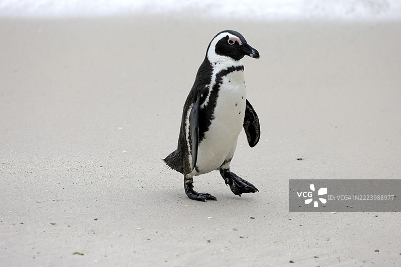 非洲企鹅(Spheniscus demersus),成年,沙滩,奔跑,博尔德斯海滩,西蒙镇,西开普省,南非,非洲图片素材