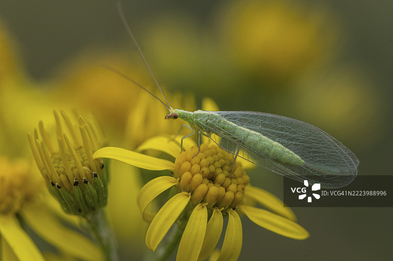 绿翅蛱蝶（Chrysoperla carnea）栖息在牛膝草（Senecio jacobaea）上，德国下萨克森州埃姆斯兰，欧洲图片素材