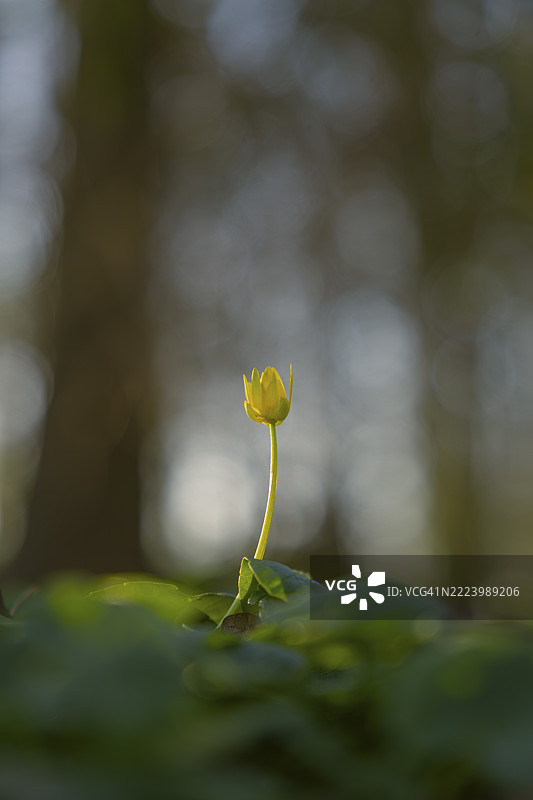 春季小黄花(Ficaria verna)的自然摄影,植物,花卉,德国下萨克森州海德克赖斯特施特的施瓦姆施泰特自然照片图片素材