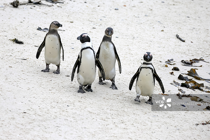 非洲企鹅（Spheniscus demersus），成年，群体，奔跑，沙滩，博尔德斯海滩，西蒙镇，西开普省，南非，非洲图片素材