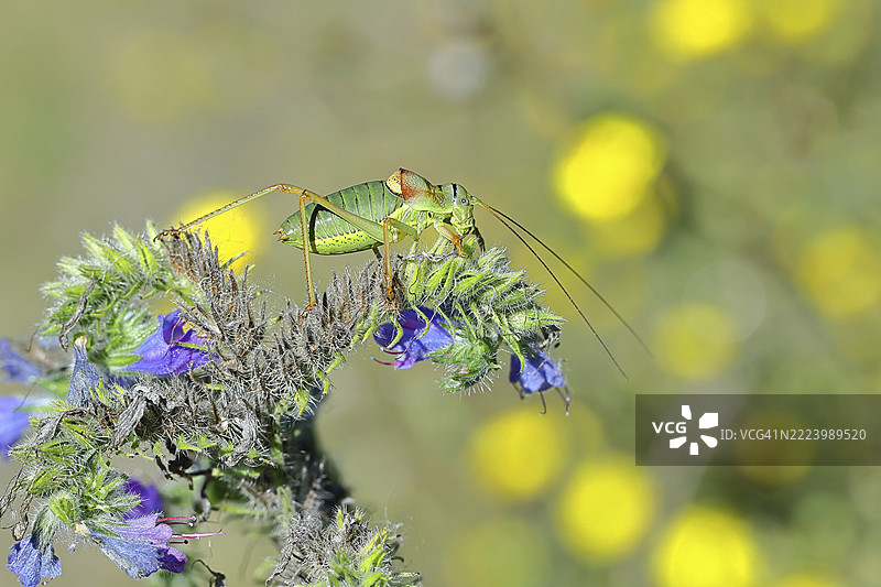 草原鞍蝗(Ephippiger ephippiger)雄性,栖息在毒蛇蓝花(Echium vulgare)上,背景模糊,叶蝉,长指蝗,德国红色名录,特别保护物种,濒危。图片素材