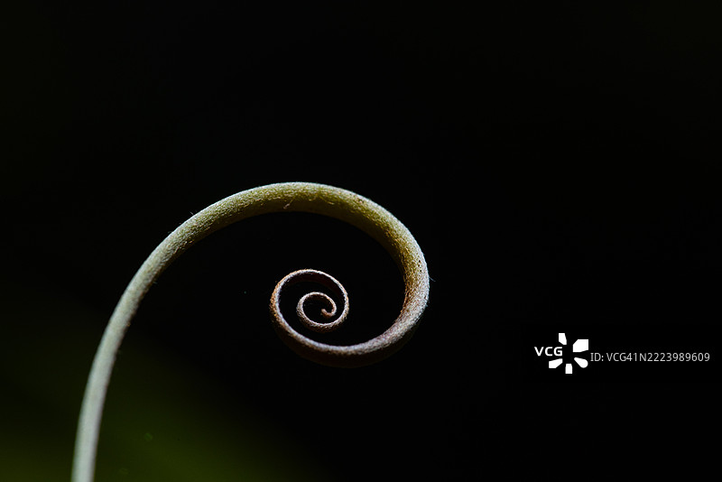 黑色背景上的螺旋植物茎图片素材