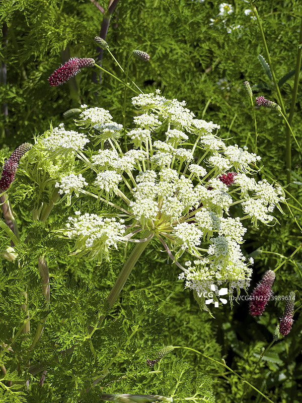 哈勒的激光草（Laserpitium halleri）图片素材