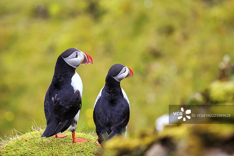 两只海雀（Fratercula arctica）在夏季的草地鸟崖上，位于冰岛维克镇的迪尔霍拉伊（Dyrhólaey），南部地区。图片素材
