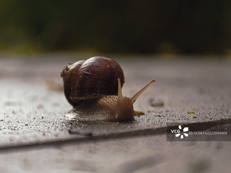 蜗牛特写，华沙，马佐维亚，波兰图片素材