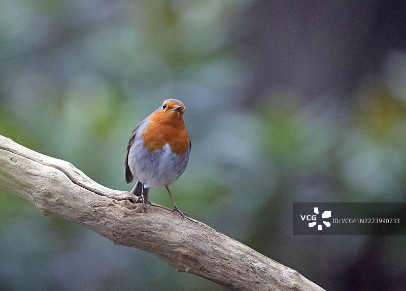 红胸鸲栖息在树枝上的特写，曼岛图片素材