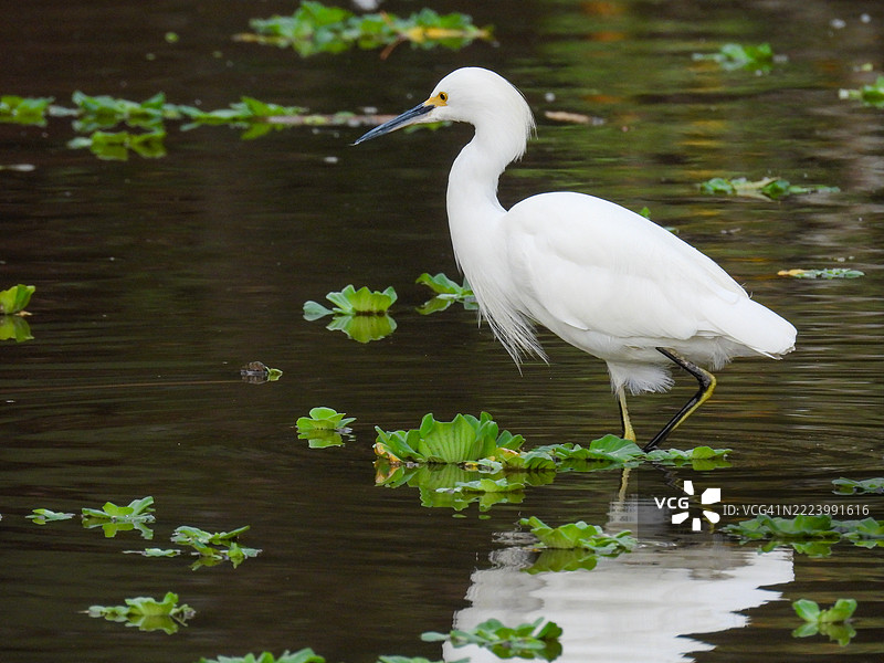 白鹭栖息在湖边的特写镜头图片素材