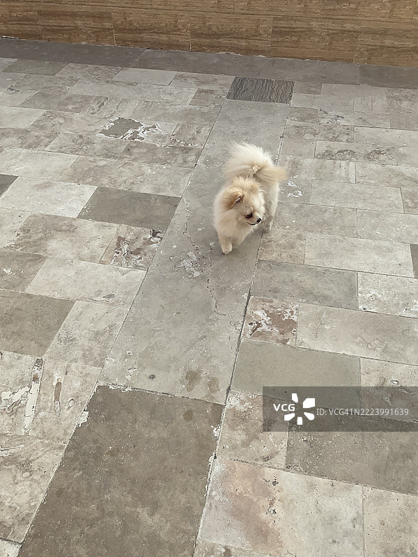 高角度视图的猫在步道上，美国图片素材