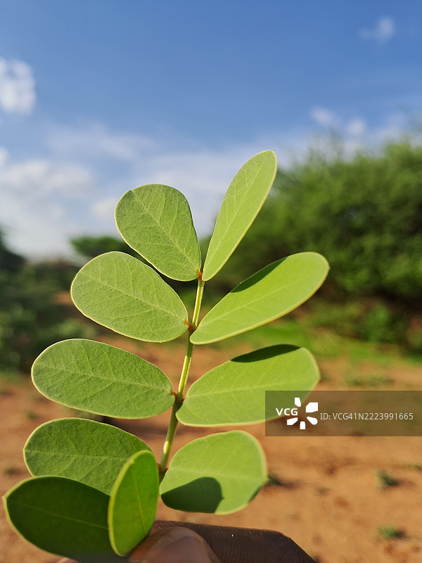 植物特写与天空，索马里图片素材
