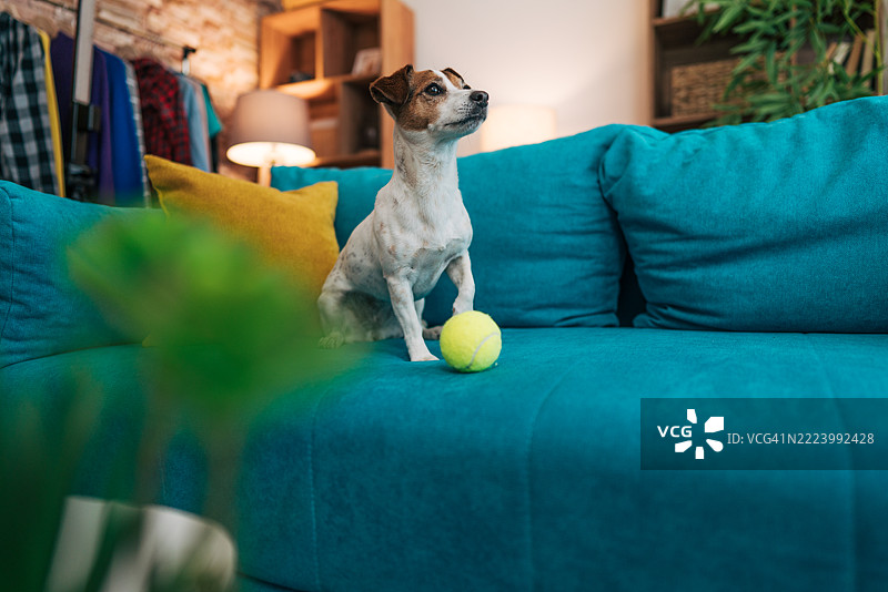 杰克罗素梗坐在青绿色沙发上，旁边有一个网球。图片素材