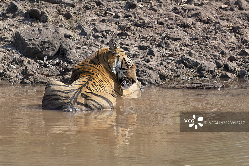 老虎（虎，Panthera tigris），孟加拉虎或印度虎，大型猫科动物（Pantherinae），食肉动物（Carnivora），极度濒危，水中，背面视图，萨图拉国家公园，老虎保护区，中央邦，帕奇马尔希生物圈保护区，印度，亚洲图片素材