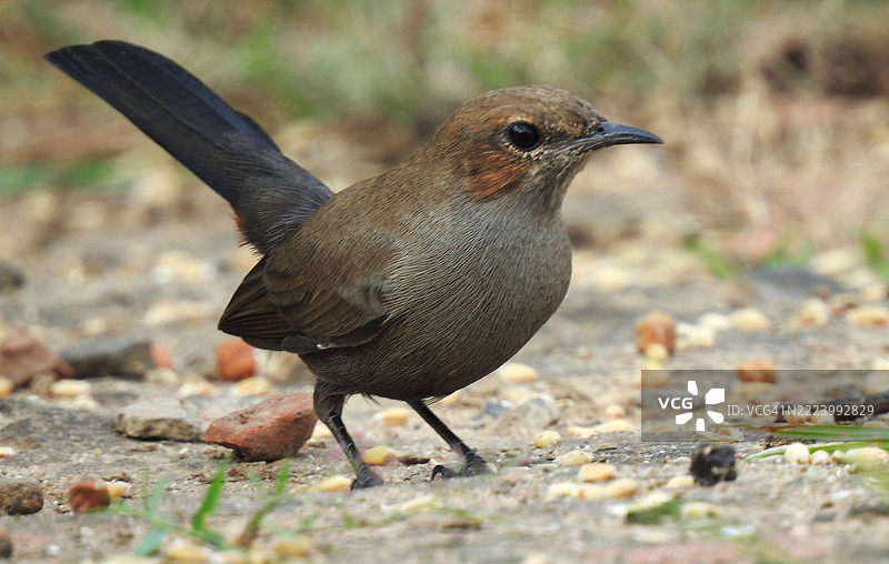 印度古吉拉特邦甘地纳格尔的鸣禽特写图片素材