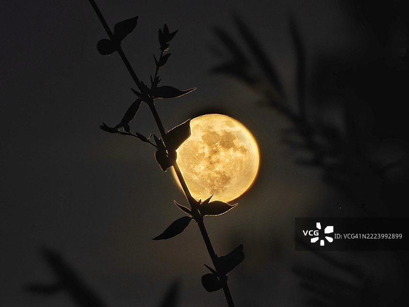 夜空下植物剪影的特写，加州山景，美国图片素材