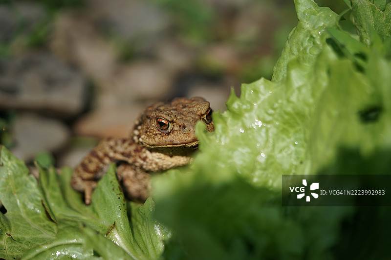夏季花园中的普通蟾蜍特写，捷克共和国奥斯特拉瓦图片素材