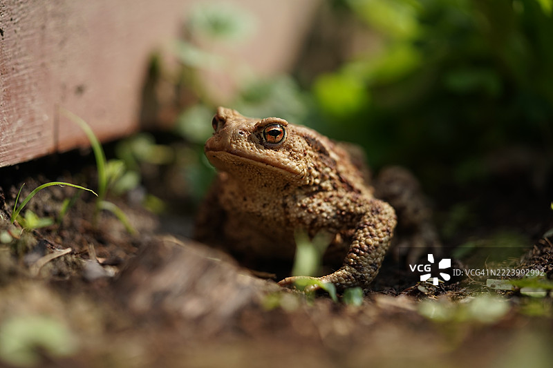 青蛙特写，捷克共和国奥斯特拉瓦图片素材