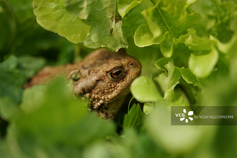 夏季花园中的普通蟾蜍特写，捷克共和国奥斯特拉瓦图片素材