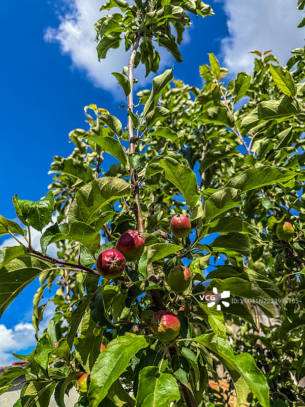 低角度视图的水果在树上生长，库拉，伏伊伏丁那，塞尔维亚图片素材