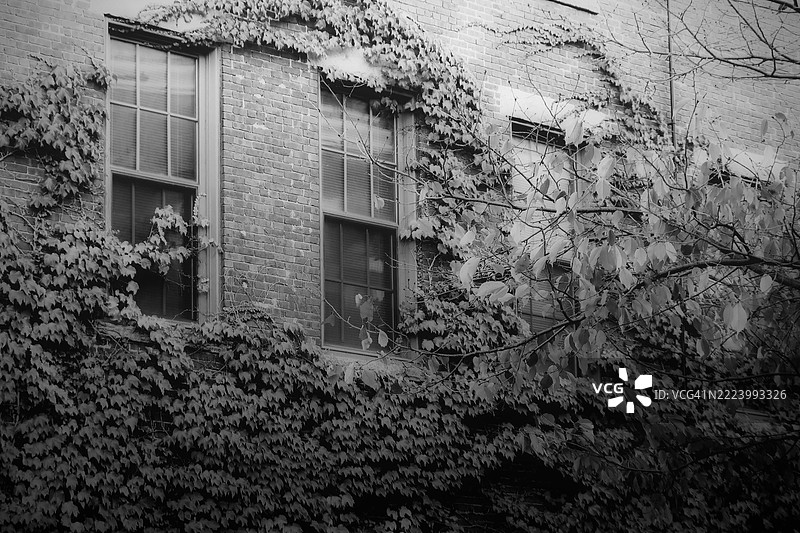 从低角度看新罕布什尔州康科德市建筑上的常春藤图片素材