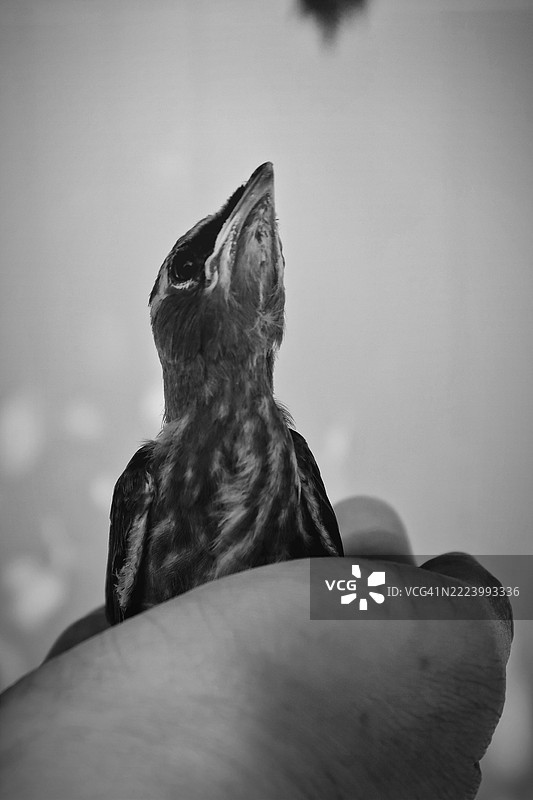 抱着一只幼小的雪松鸣鸟，康科德，新罕布什尔州，美国图片素材