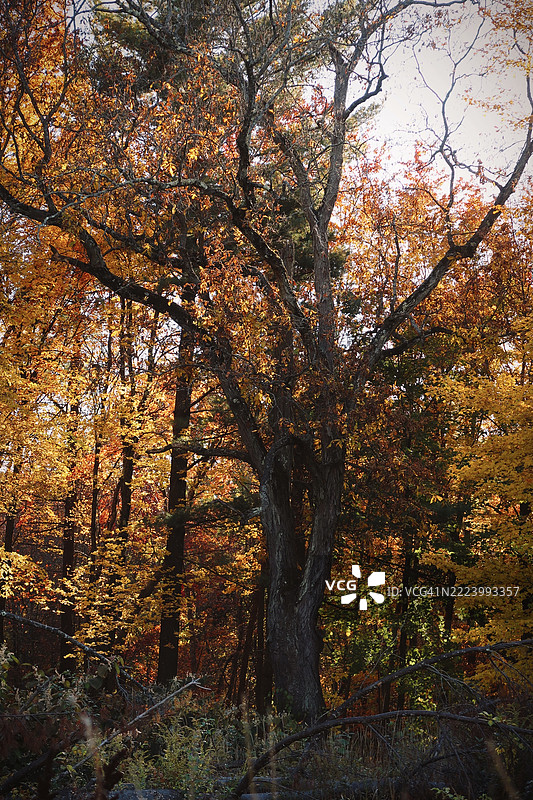 秋天的树木，康科德，新罕布什尔州，美国图片素材