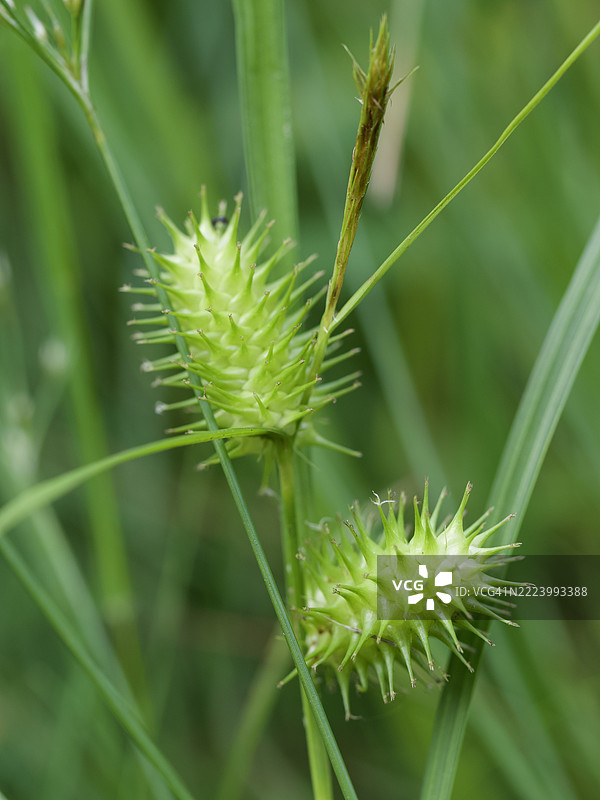 植物特写，马萨诸塞州威尔斯利，美国图片素材