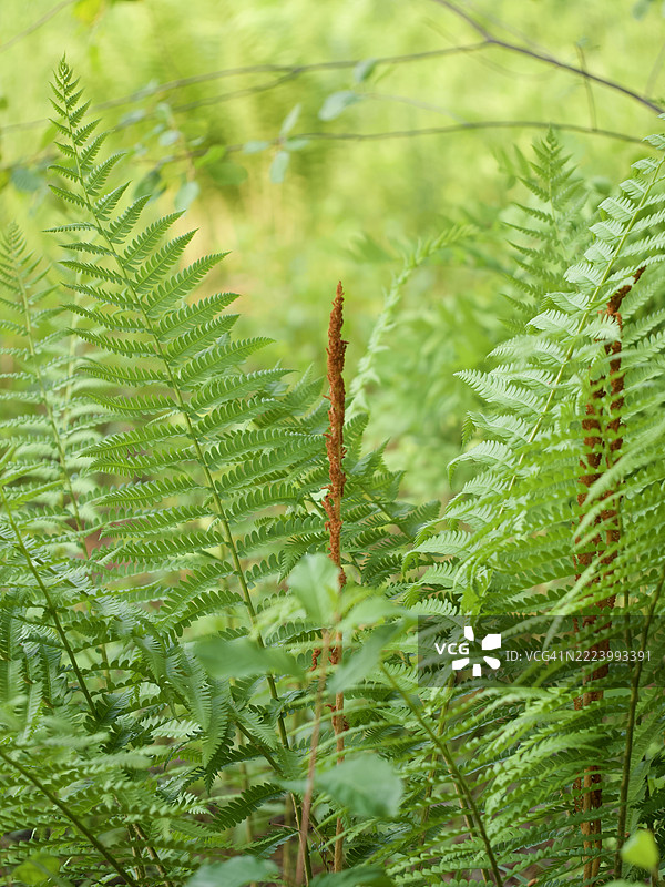 蕨类植物叶子的特写，马萨诸塞州威尔斯利，美国图片素材