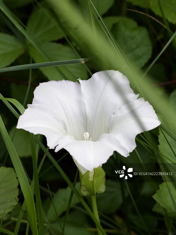 白色开花植物的特写，马萨诸塞州威尔斯利，美国图片素材