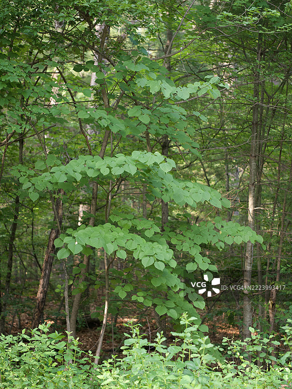马萨诸塞州韦尔斯利的森林中的树木图片素材