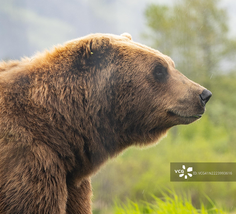 棕色灰熊特写，阿拉斯加州安克雷奇，美国图片素材