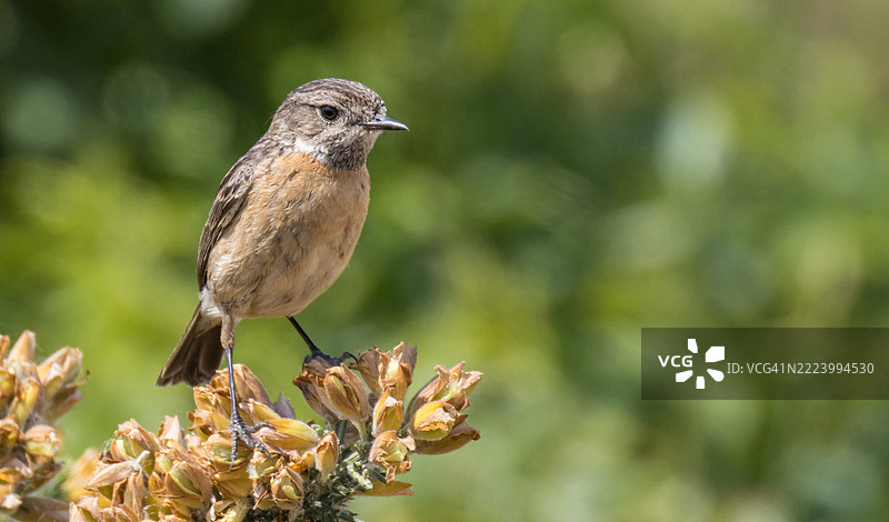 歌鸲栖息在植物上的特写，英国图片素材