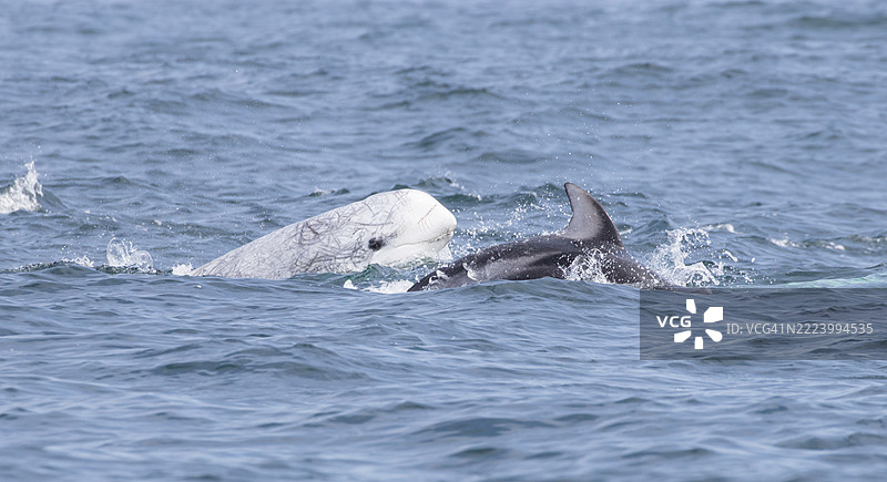 两只海豚在海中，加州蒙特雷公园，美国图片素材