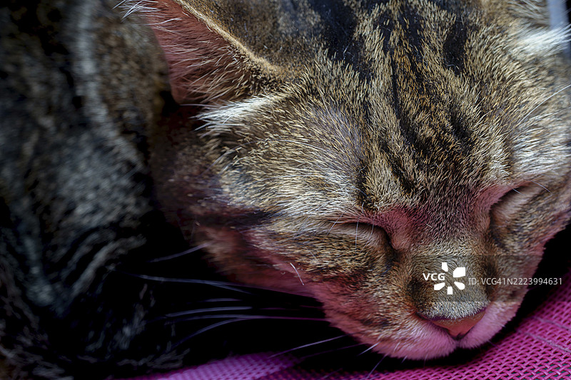 一只虎斑猫安静地蜷缩在粉色毛毯上，享受着宁静的休息时光。图片素材