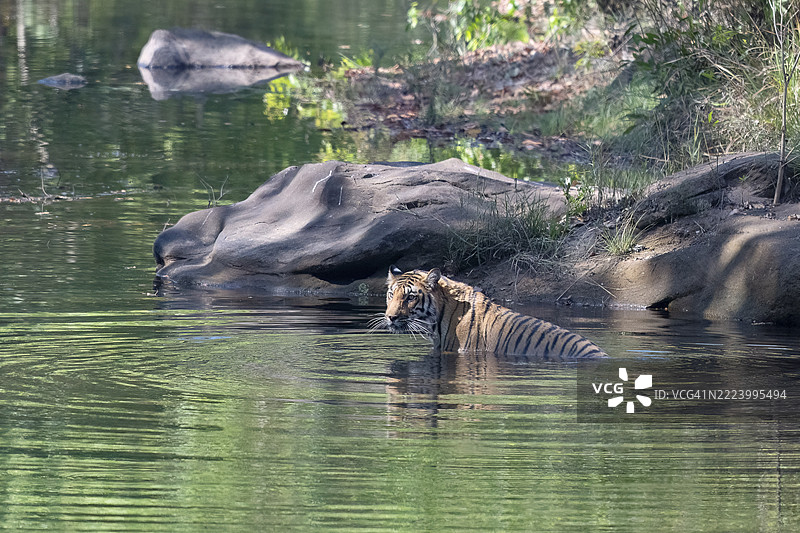 老虎（美洲虎属），孟加拉虎或印度虎，大型猫科动物（豹亚科），食肉动物（食肉目），高度濒危，正在水中洗澡，萨图拉国家公园，虎保护区，中央邦，帕奇马尔希生物圈保护区，印度，亚洲图片素材