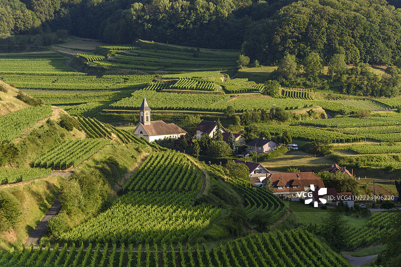 弗兰克福特，德国，欧洲，一座风景如画的山丘，上面覆盖着绿色的葡萄园。一座小教堂和几间小屋构成了一个迷人的地方。晴朗的天气照亮了这片风景。图片素材