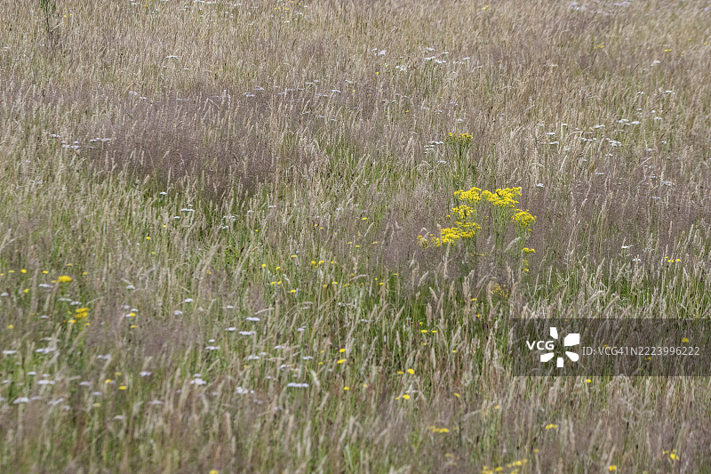 德国下萨克森州埃姆斯兰的野草地，生长着蓟（Senecio jacobaea）图片素材
