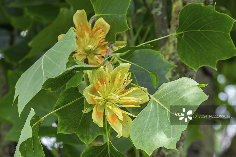 荷兰的郁金香树（Liriodendron tulipifera）花朵图片素材