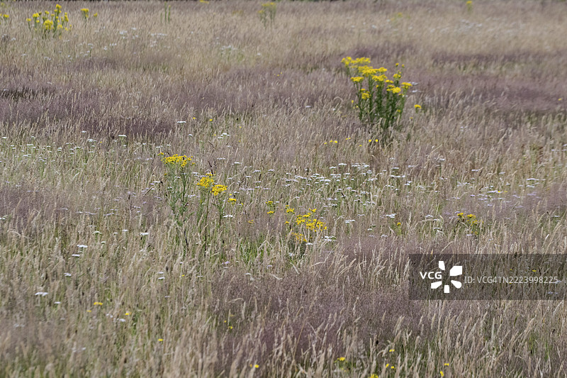 德国下萨克森州埃姆斯兰的野草地，生长着蓟（Senecio jacobaea）图片素材