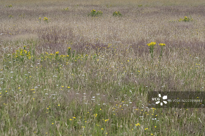 德国下萨克森州埃姆斯兰的野草地，生长着蓟（Senecio jacobaea）图片素材