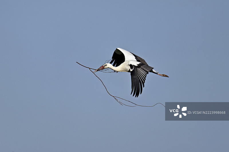 白鹳（Ciconia ciconia），在飞行中嘴里叼着筑巢材料，瑞士阿尔高州，欧洲图片素材