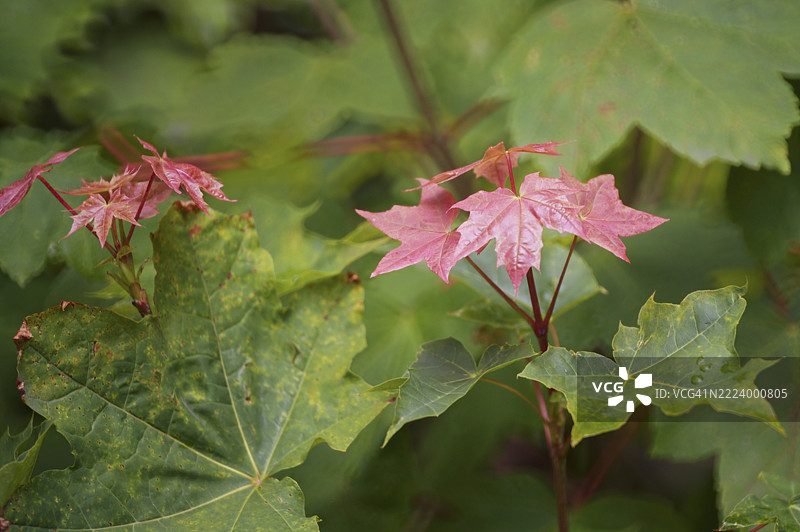鲜艳的红枫叶在绿色叶丛中绽放，展现了自然对比的美丽图片素材