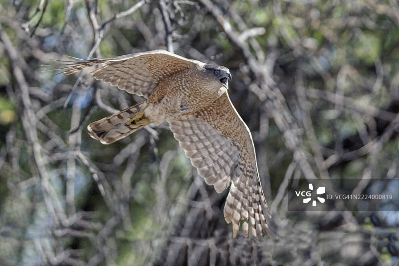 库珀的鹰雌性在飞翔并鸣叫图片素材