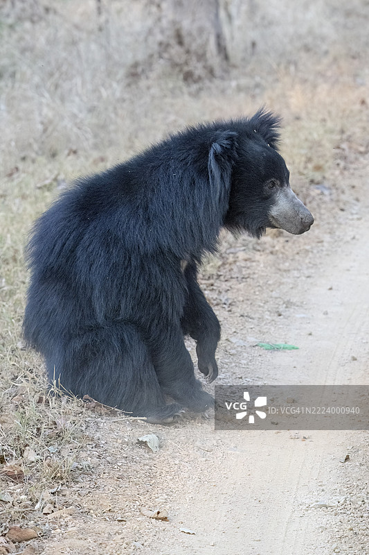懒熊(Melursus ursinus),熊(Ursidae),食肉动物(Carnivora),巴鲁,舒适,直立,萨图拉国家公园,老虎保护区,中央邦,帕赫马尔希生物圈保护区,印度,亚洲图片素材